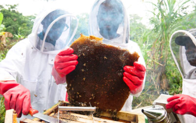 Mission de formation des producteurs sur l’extraction et la mise en bouteille du miel