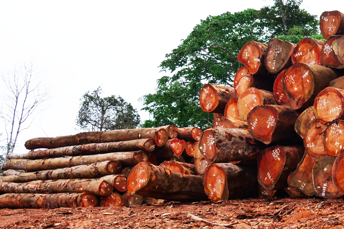 deforestation-header