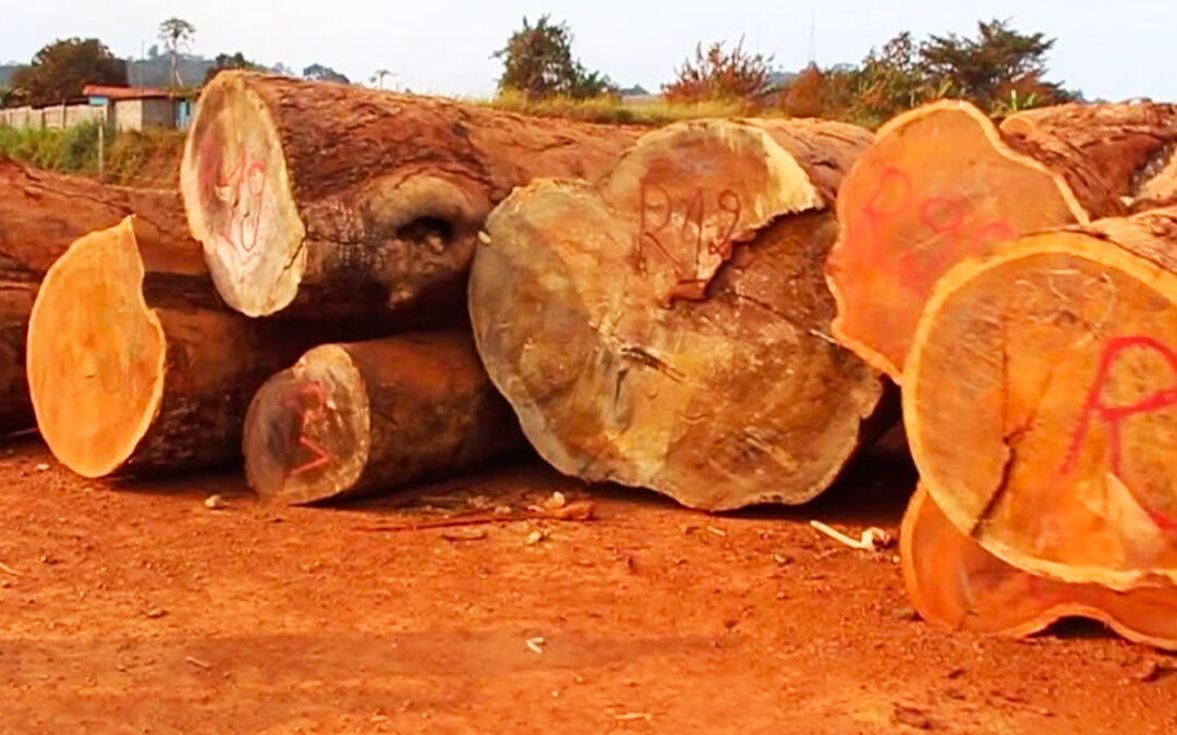 Moabi, Kévazingo arbres à haute valeur sociale