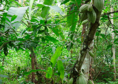 Cacao sous-ombrage, vecteur de développement économique des communautés du Woleu-Ntem et du Gabon