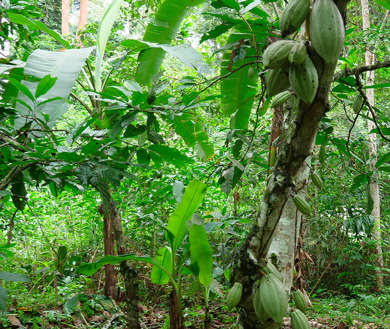 Cacao sous-ombrage, vecteur de développement économique des communautés du Woleu-Ntem et du Gabon