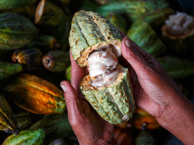 agriculture-cacao